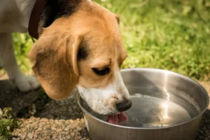 how to tell if a pet is dehydrated
